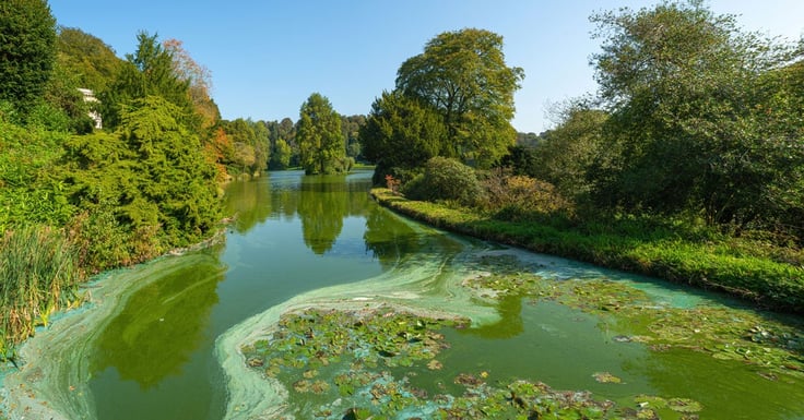 Murky lake water covered in algae growth