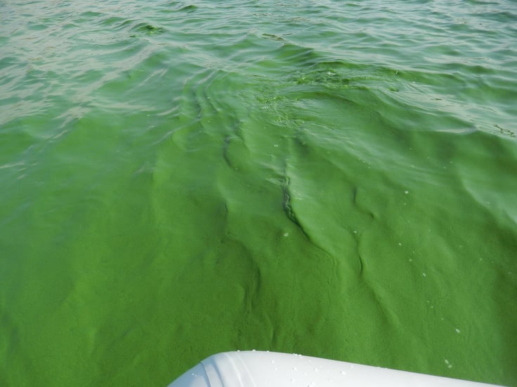 Water covered in HABs