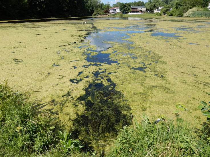 Shoreline with algae growth