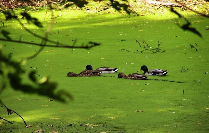 Ducks on pond with algae